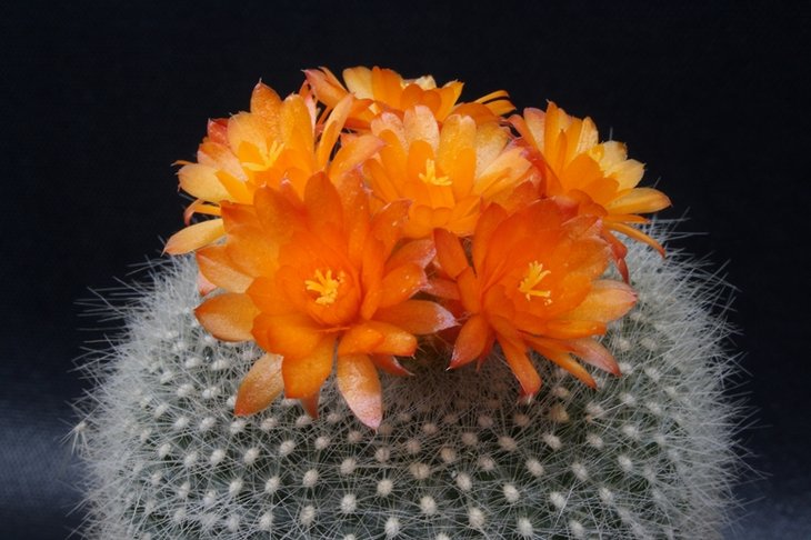 Brasilicactus haselbergii 13-1 .JPG