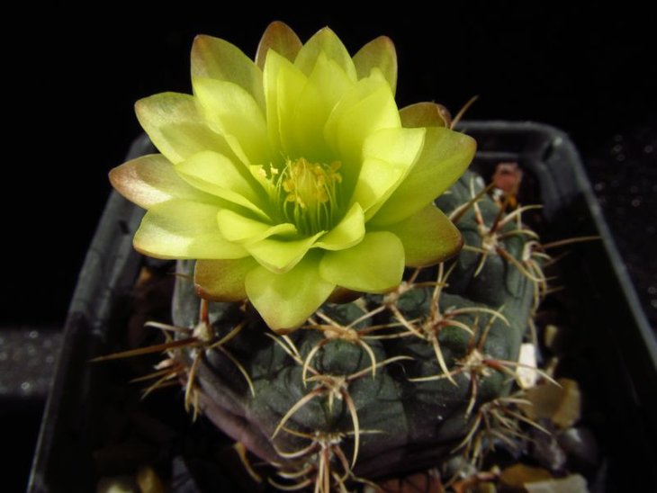 Gymnocalycium andreae