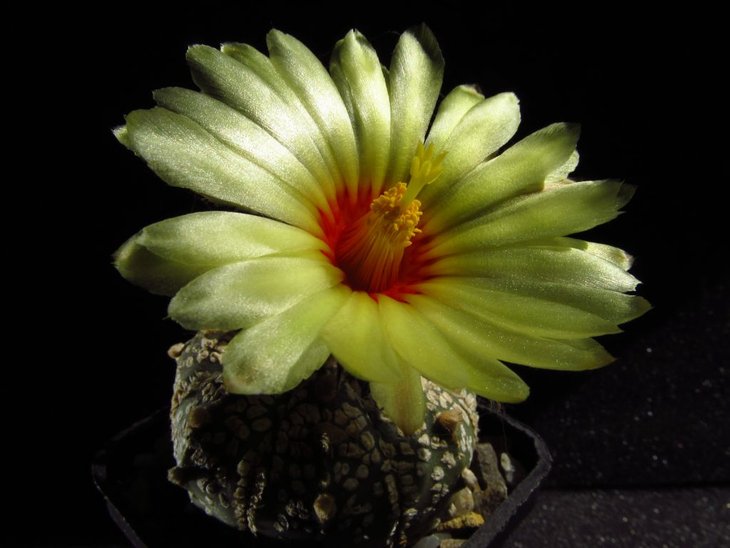 Astrophytum asterias 'Super Kabuto'