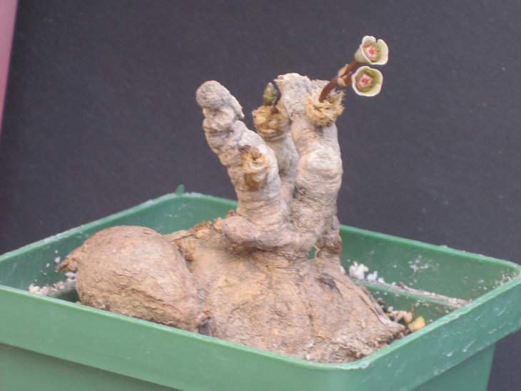 Euphorbia primulifolia var. begardii