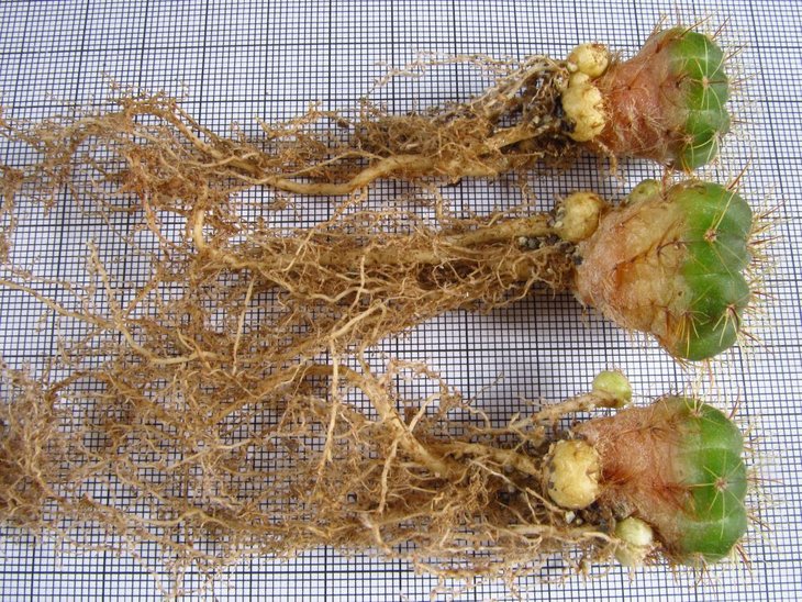 Notocactus ottonis