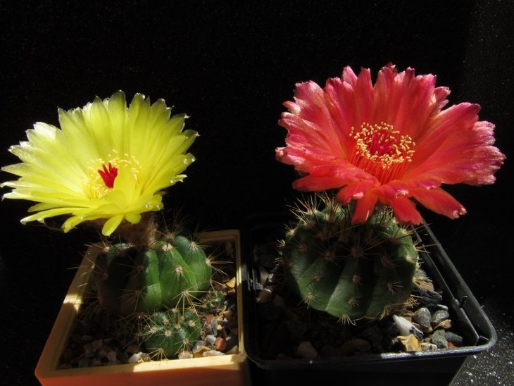 Notocactus ottonis, справа Notocactus ottonis v.vencluianus