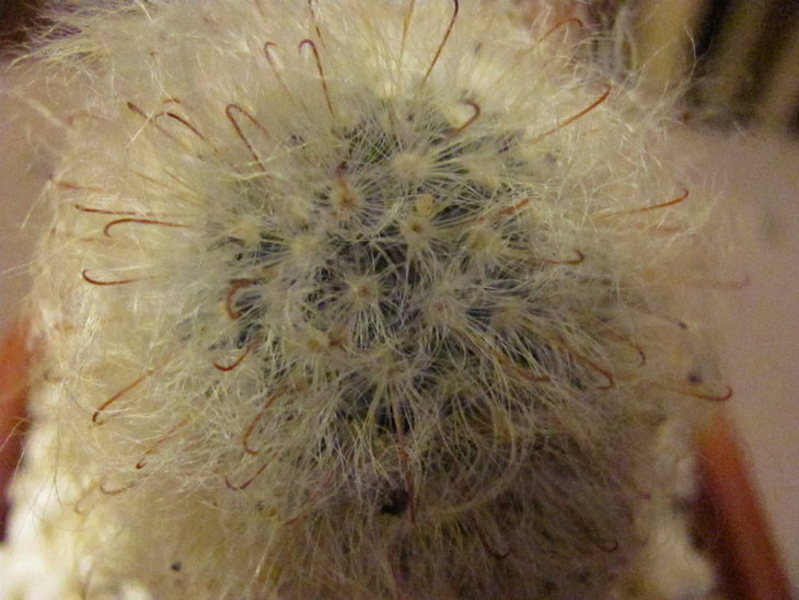 a)