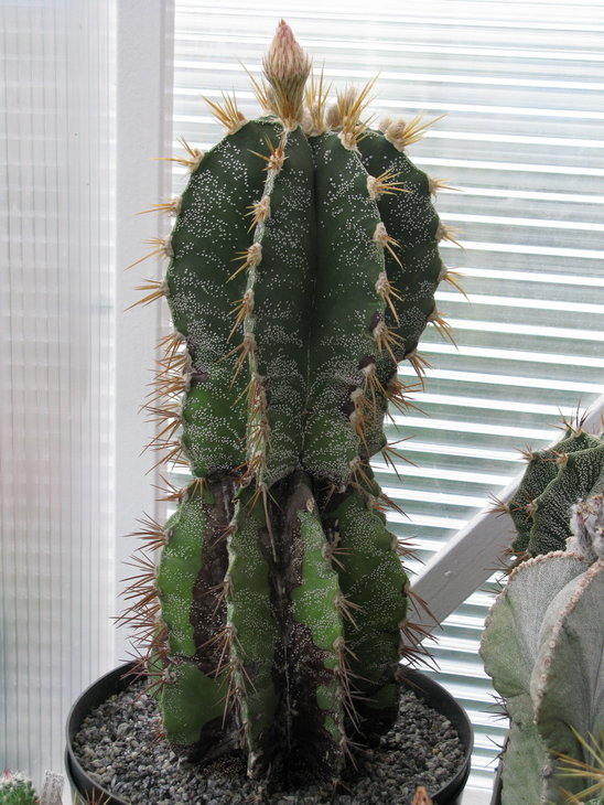 Astrophytum ornatum (2).jpg