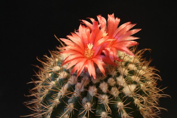 Parodia carminata