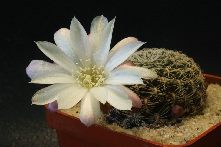 Sulcorebutia breviflora v. laui L 314