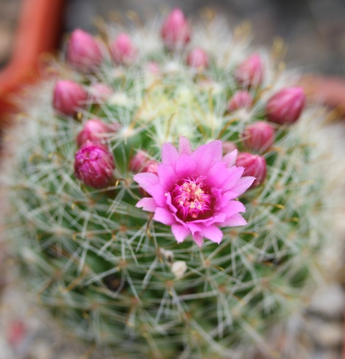 Mammillaria zeilmanniana