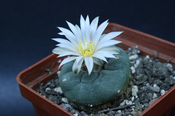 Lophophora difusa v. koehresi