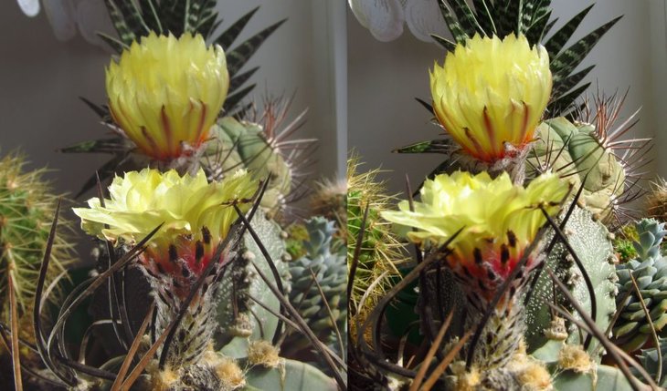 Astrophytum crassispinum 'Taiсho'