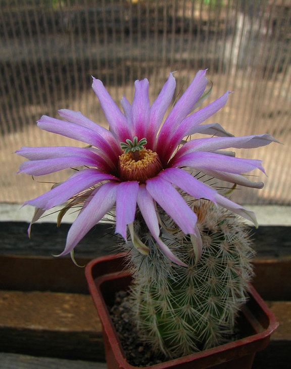 Echinocereus fitchii MG 214.1