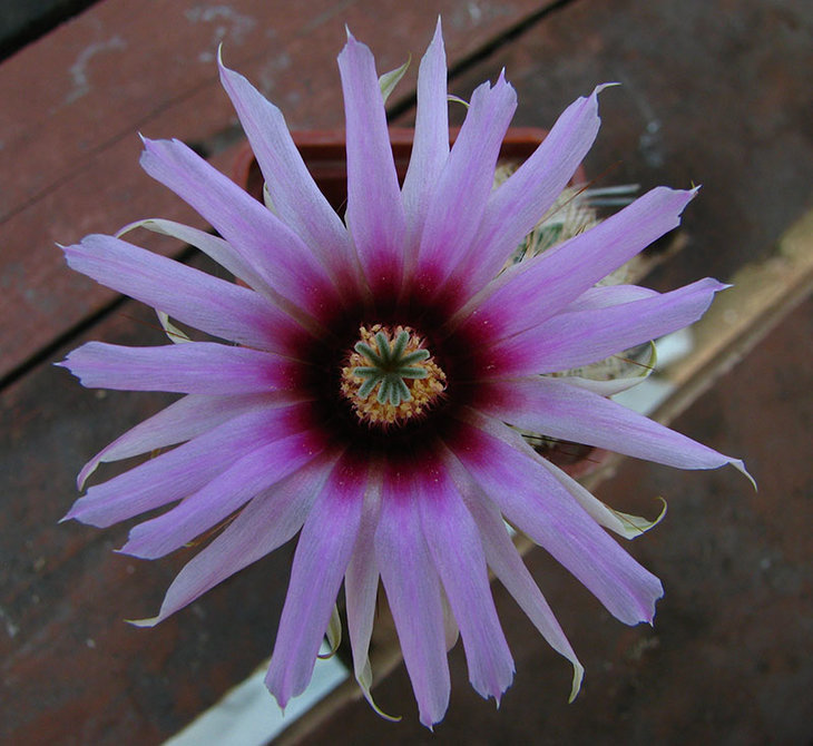 Echinocereus fitchii MG 214.1 small.jpg