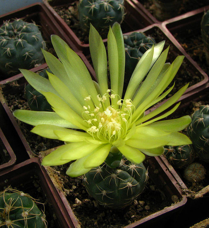 Gymnocalycium andrea первое цветение