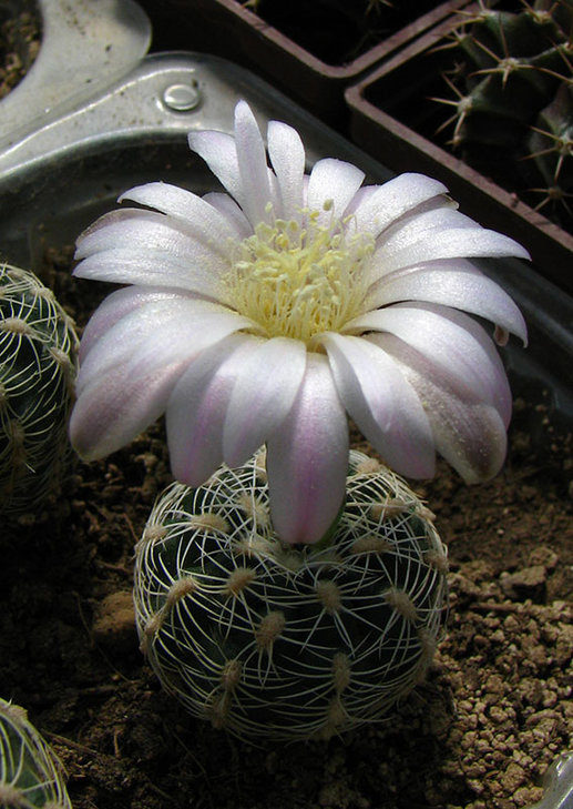 Gymnocalycium bruchii v. albispinum D 10350.695