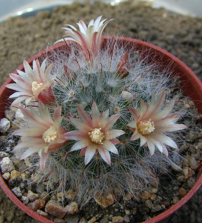 Mammillaria bocasana v. roseiflora<br />семена от Мирошниченко