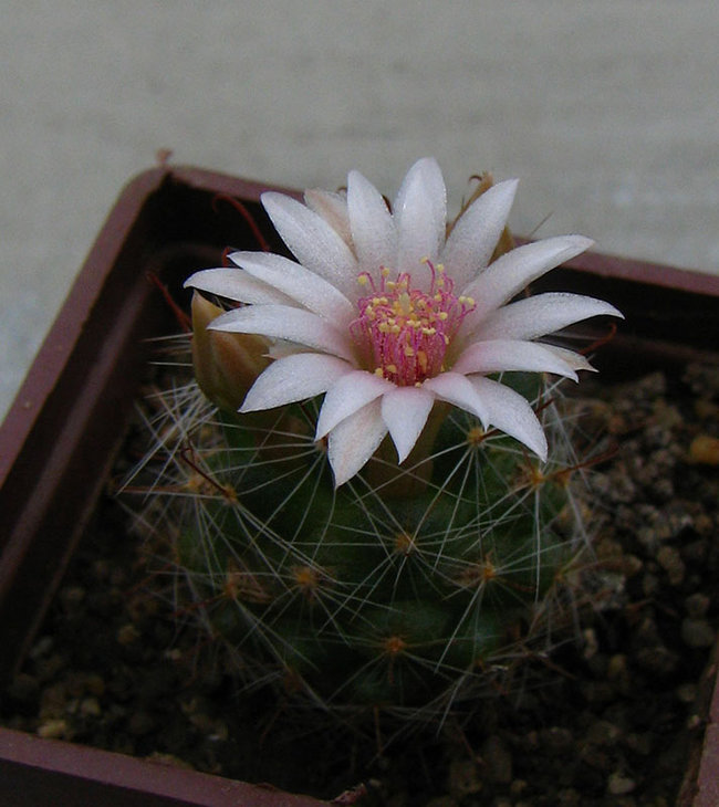 Mammillaria zeilmanniana ??<br />семена от Мирошниченко