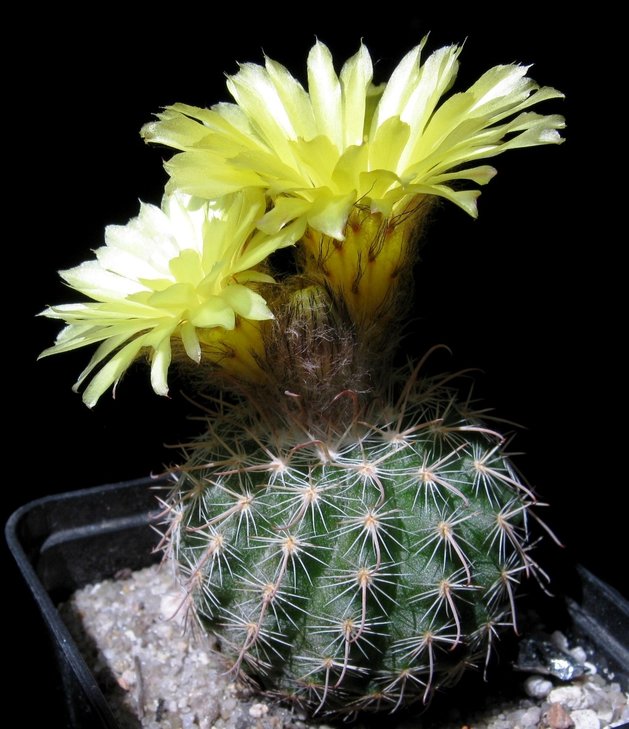 Parodia fuscato-viridis IMG_7480.jpg