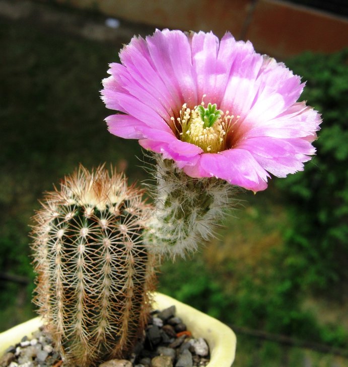 Echinocereus glassi IMG_1606.jpg