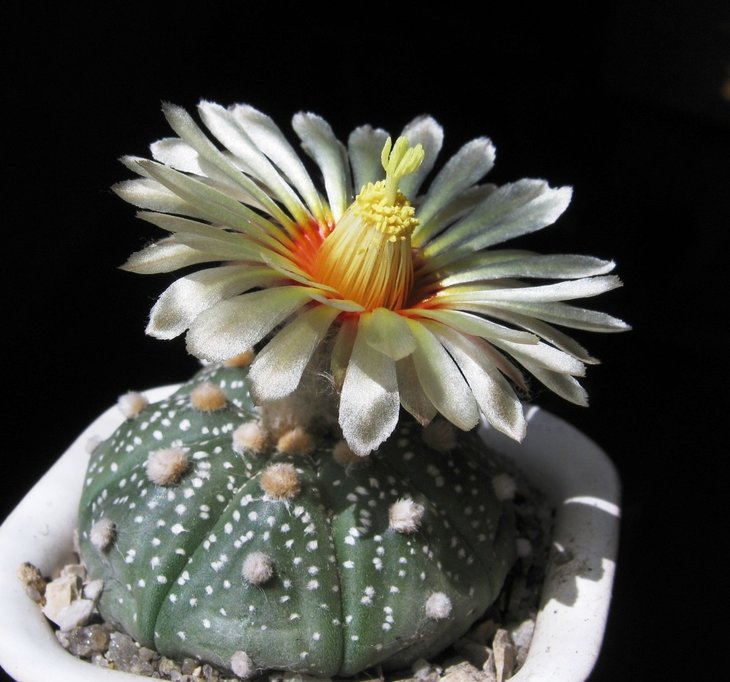 Astrophytum asterias IMG_7454.jpg