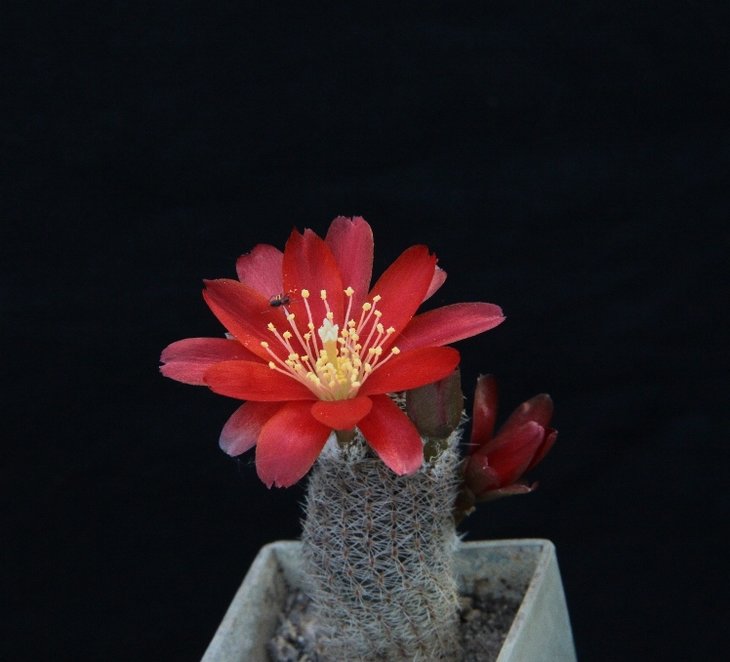 Aylostera heliosa v.solisioides RH1024_Fl_6.13 (2).jpg