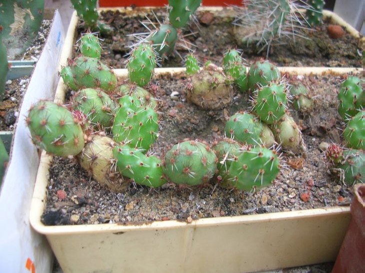 можливо maihueniops.JPG