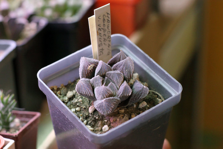 Haworthia cooperi v. venusta, сеянец. Куплен два года назад у Саши и Сергея Чеховских