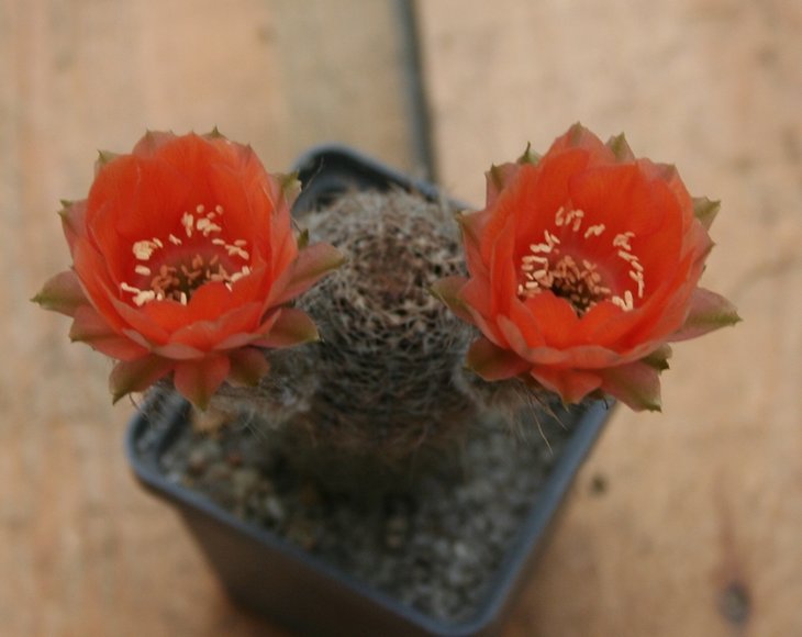 lobivia haematantha.JPG