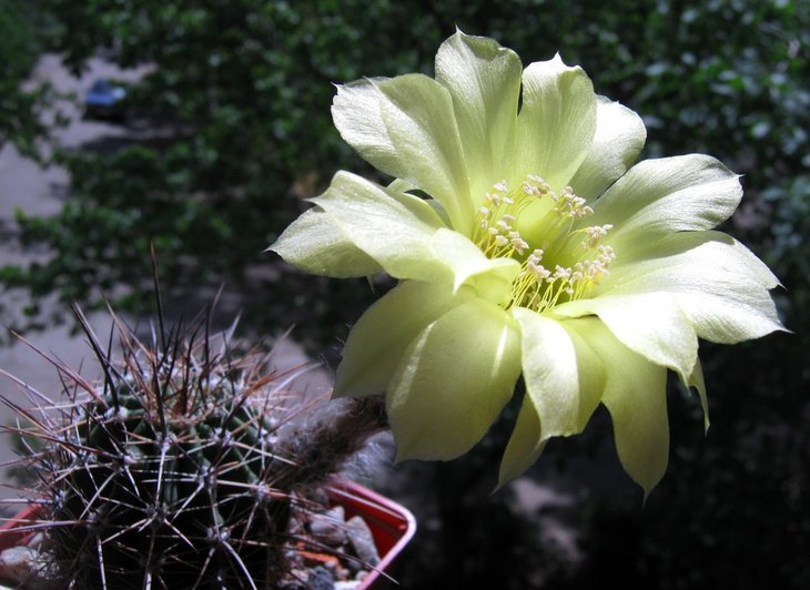 Lobivia aurea ssp. fallax IMG_7715.jpg