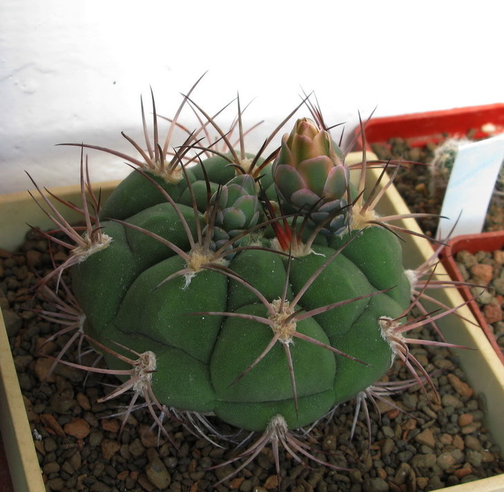 Gymnocalycium pflanzii
