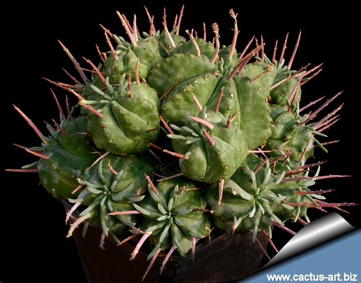 Euphorbia_pulvinata_810.jpg