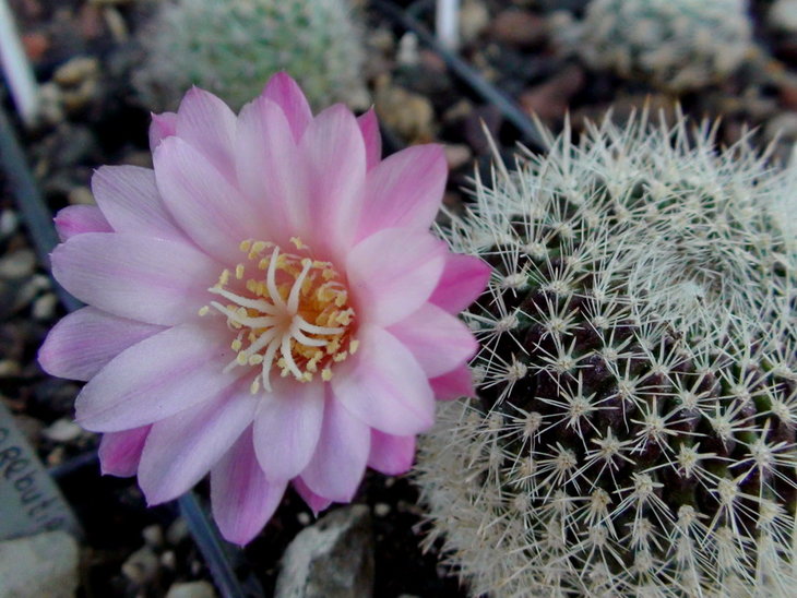 Rebutia narvaesensis 
