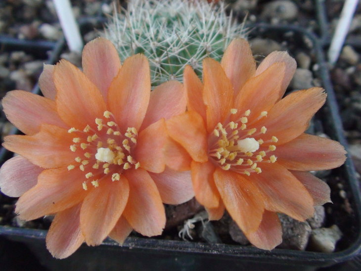 Aylostera buiningiana