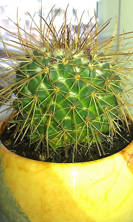 IMAG0724.jpg