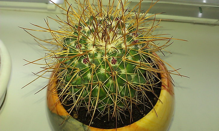 IMAG0723.jpg