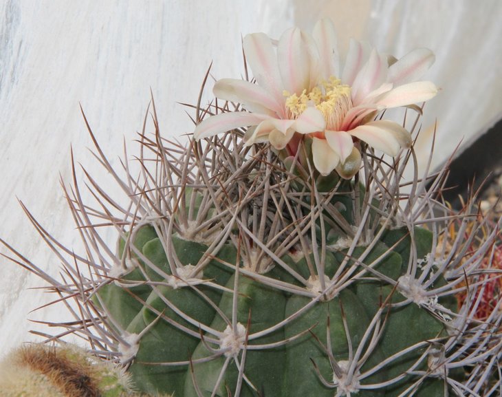 Gymnocalycium sp.