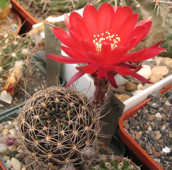 Lobivia sp.