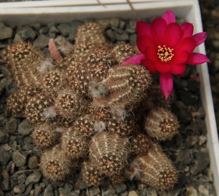 Chamaelobivia hybrid