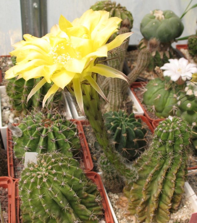 Echinopsis hybrid