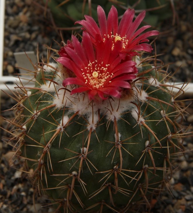 Parodia sp.