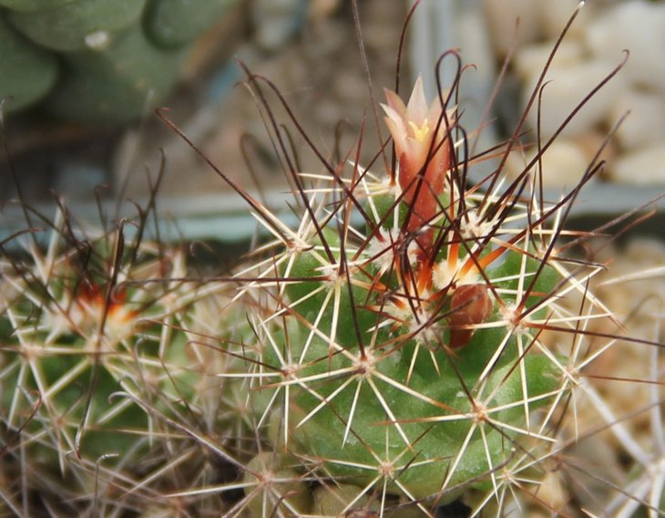 Neolloydia odorata