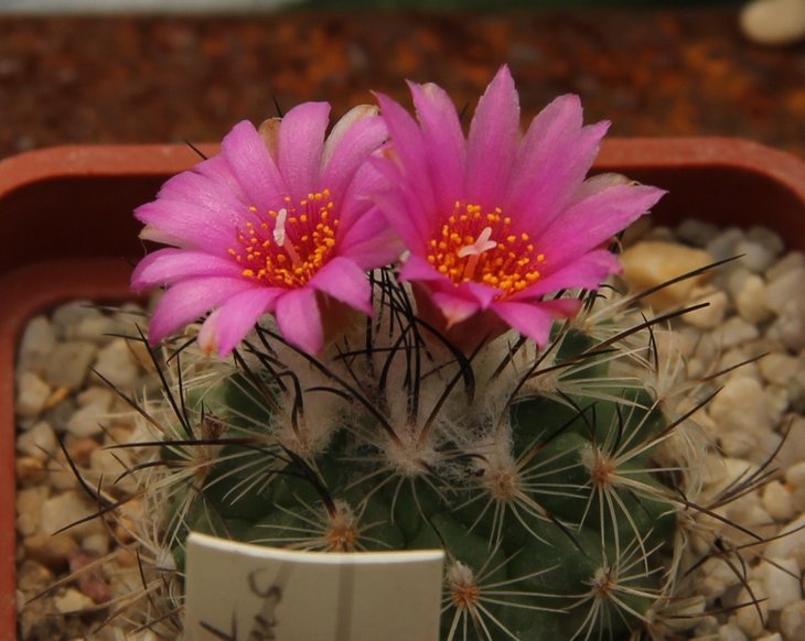 Gymnocactus viereckii