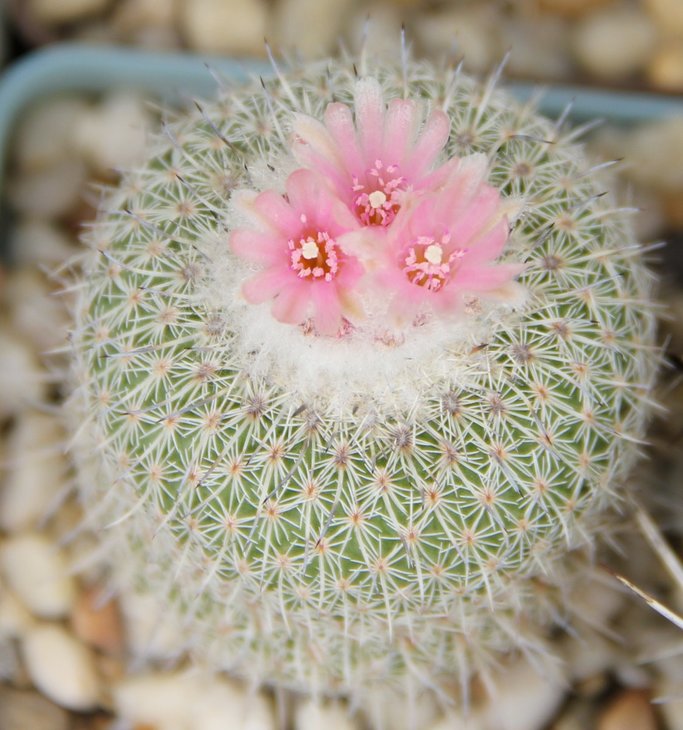 Epithelantha unguispina