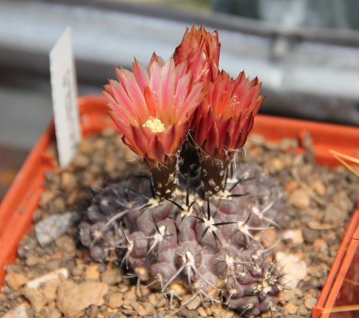 Pyrrhocactus Sp Cuesta Buenos Aires