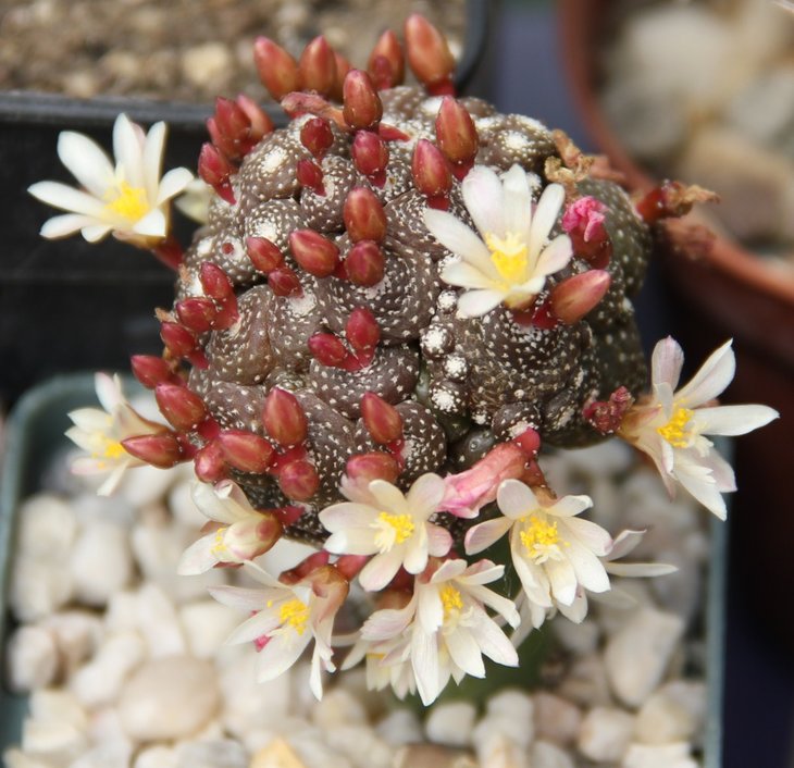 Blossfeldia liliputana