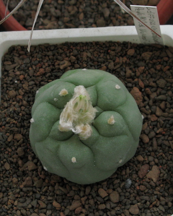 Lophophora diffusa v swobodaiana