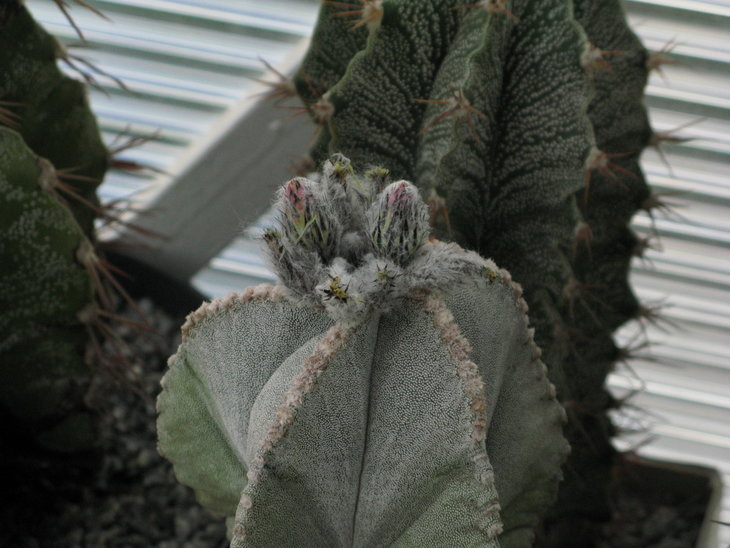 Astrophytum myriostigma