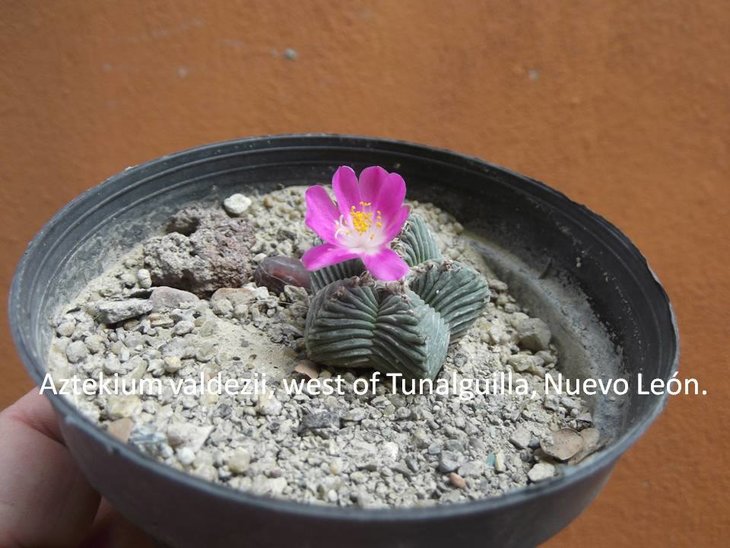 aztekium valdezii 2.jpg