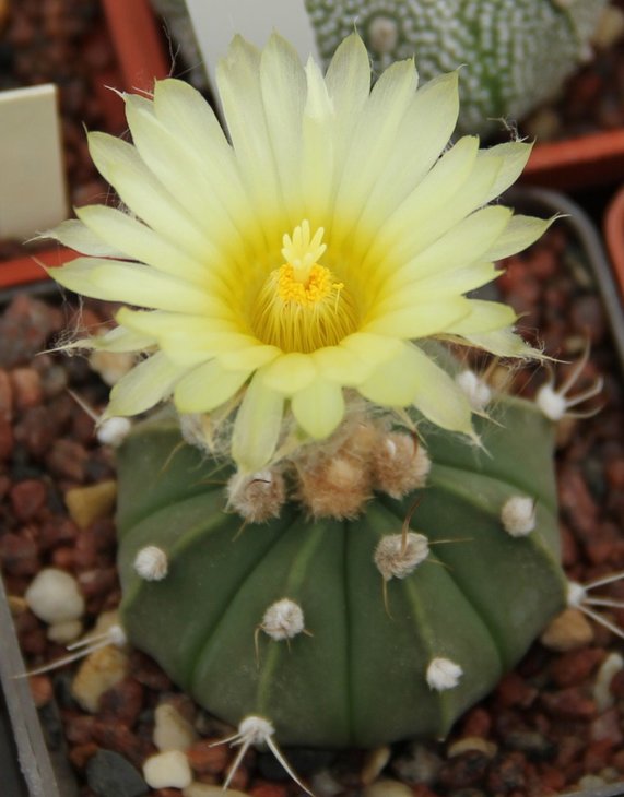A. asterias nudum hb.