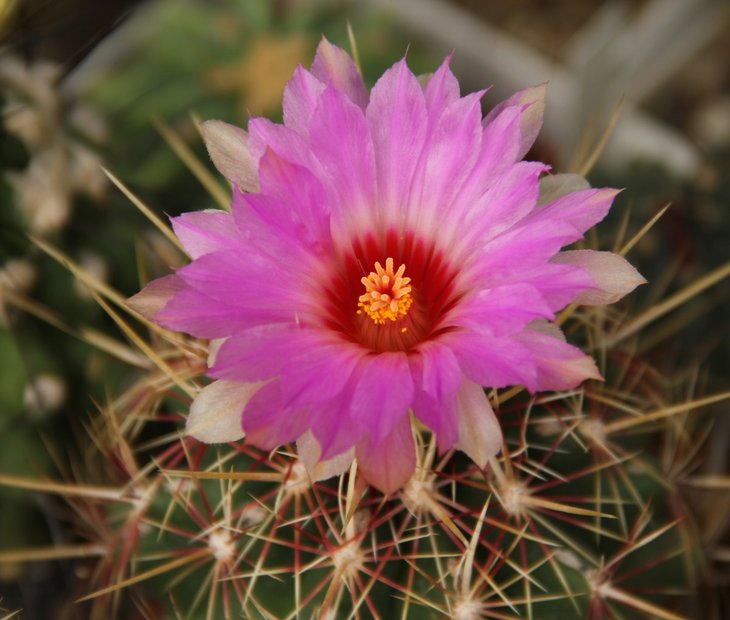 Thelocactus bicolor v tricolor