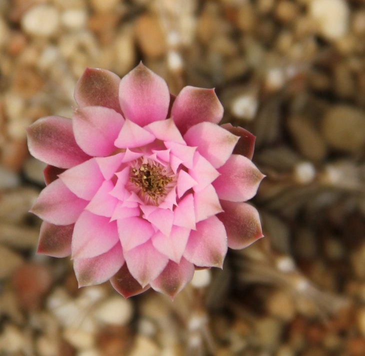 Gymnocalycium friedrichii