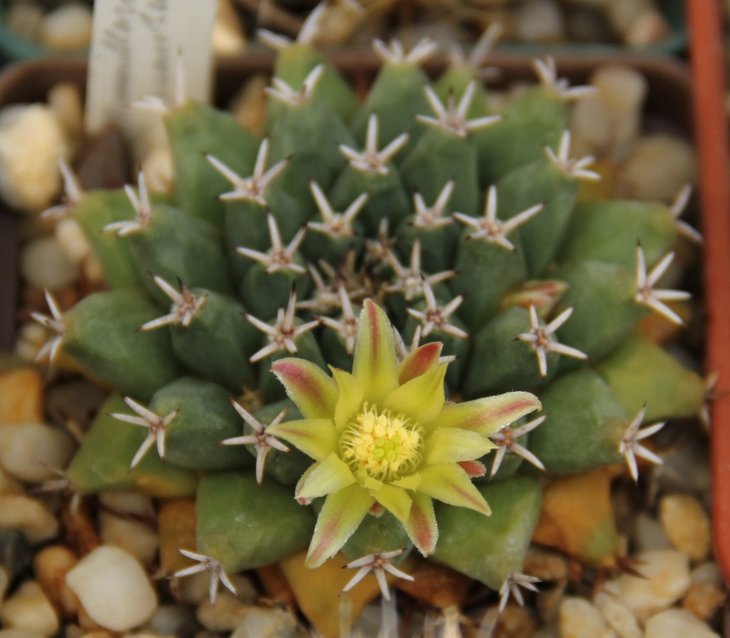 Mammillaria peninsularis